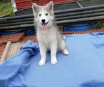 Small Siberian Husky