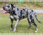 Small #3 Catahoula Leopard Dog Mix