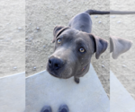 Small Photo #4 American Staffordshire Terrier-Unknown Mix Puppy For Sale in Incline Village, NV, USA