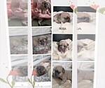 Small Photo #17 French Bulldog Puppy For Sale in MCKINLEYVILLE, CA, USA