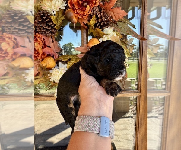 Medium Photo #12 Aussiedoodle Miniature  Puppy For Sale in ROCK HILL, SC, USA