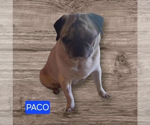 Pug Dogs for adoption in Mukwonago, WI, USA