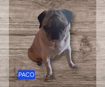 Small Pug