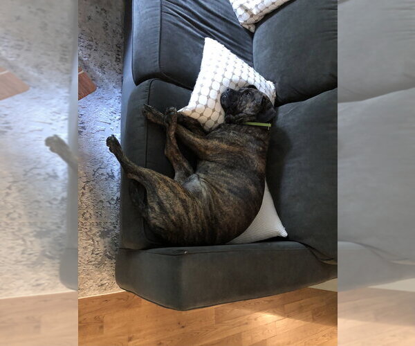 Medium Photo #6 Plott Hound-Unknown Mix Puppy For Sale in Elmsford, NY, USA