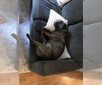 Small #5 Plott Hound Mix