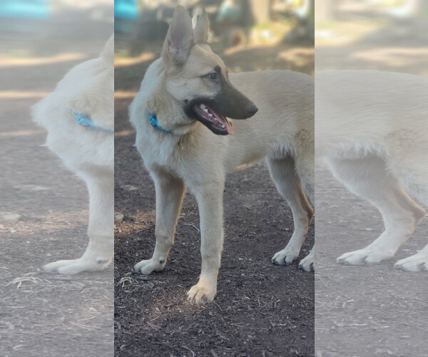 Medium Photo #10 Mutt Puppy For Sale in Sandy, UT, USA