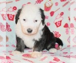 Small Photo #10 Sheepadoodle Puppy For Sale in ASPERMONT, TX, USA