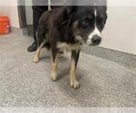 Small Border Collie