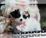 Small #1 Morkie