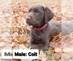 Small Photo #1 Labrador Retriever Puppy For Sale in SAN JOSE, CA, USA