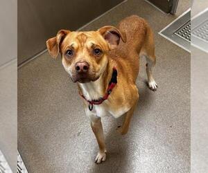 Labrador Retriever-Unknown Mix Dogs for adoption in Denver, CO, USA