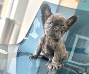 French Bulldog Puppy for sale in SAN FRANCISCO, CA, USA