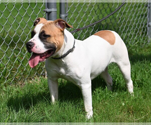 Medium Photo #3 Mutt Puppy For Sale in Glen Allen, VA, USA