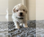 Small Photo #3 Bichon Frise Puppy For Sale in WOODLAKE, CA, USA