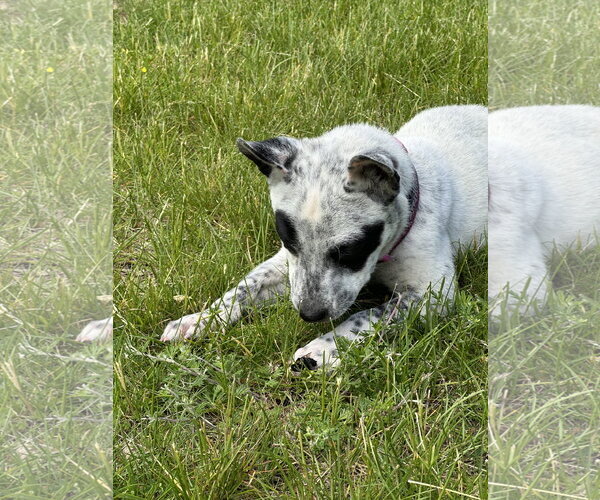 Medium Photo #4 Mutt Puppy For Sale in Garden City, NY, USA
