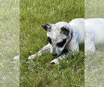 Small #3 Mutt