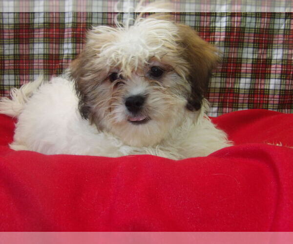 Medium Photo #3 Zuchon Puppy For Sale in PATERSON, NJ, USA