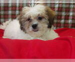 Small #2 Zuchon