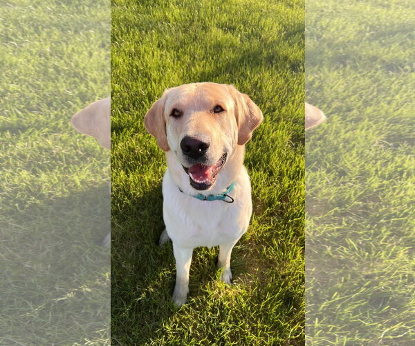 Medium Photo #3 Labrador Retriever Puppy For Sale in Omaha, NE, USA