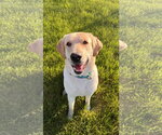 Small #2 Labrador Retriever