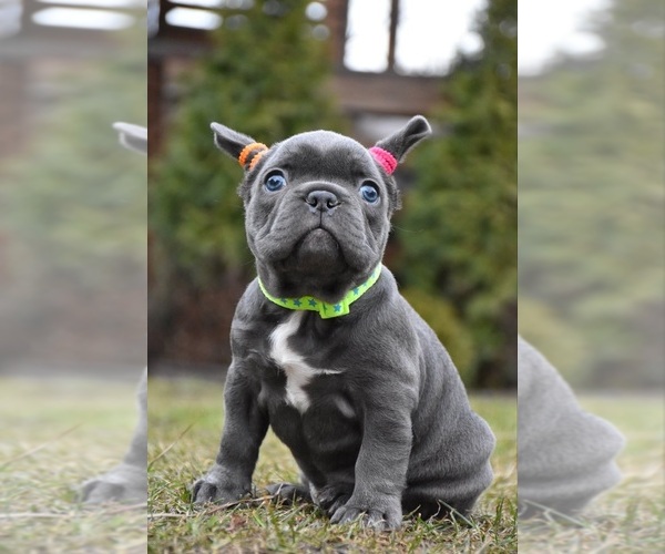 Medium Photo #4 French Bulldog Puppy For Sale in GRESHAM, OR, USA
