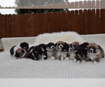 Small Photo #21 Pembroke Welsh Corgi Puppy For Sale in SOULSBYVILLE, CA, USA