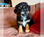 Small #3 Labrador Retriever Mix