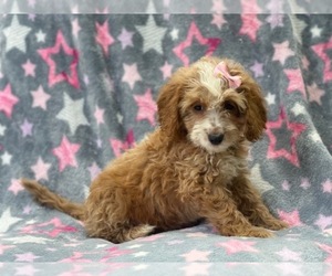 Cavapoo Puppy for sale in LAKELAND, FL, USA