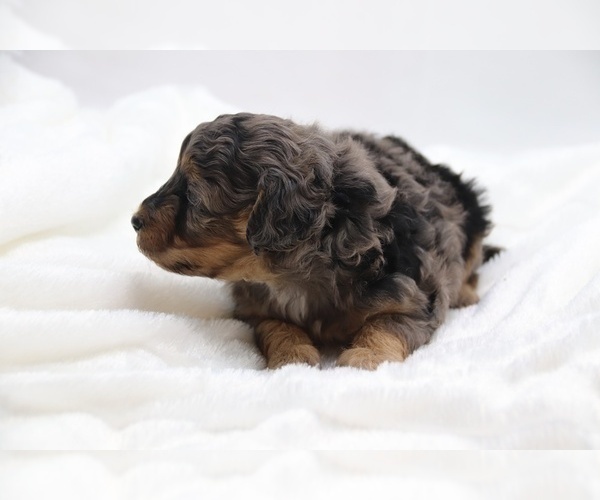 Medium Photo #28 Cockapoo Puppy For Sale in RIPLEY, TN, USA