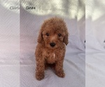 Puppy Girl 4 Poodle (Toy)