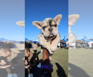 French Bulldog Puppy for sale in PHOENIX, AZ, USA