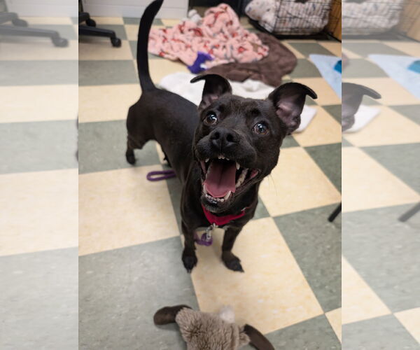 Medium Photo #17 Mutt Puppy For Sale in Philadelphia, PA, USA