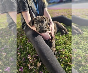 Cane Corso Puppy for sale in CARL JUNCTION, MO, USA