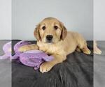 Small Photo #3 Golden Retriever Puppy For Sale in FRANKLIN, IN, USA