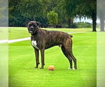 Small #5 Boxer
