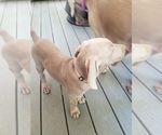 Small Photo #3 Weimaraner Puppy For Sale in BLOOMINGTON, IN, USA