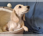 Image preview for Ad Listing. Nickname: Cream Puff