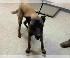 Mutt Dogs for adoption in Visalia, CA, USA