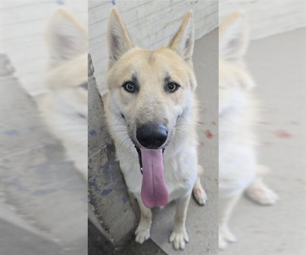 Medium Photo #1 German Shepherd Dog Puppy For Sale in San Bernardino, CA, USA