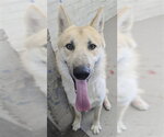TOMMY - Male German Shepherd Dog Dog for Adoption - Small photo