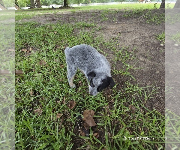 Medium Photo #3 Australian Cattle Dog Puppy For Sale in LAURINBURG, NC, USA