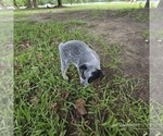 Small #2 Australian Cattle Dog
