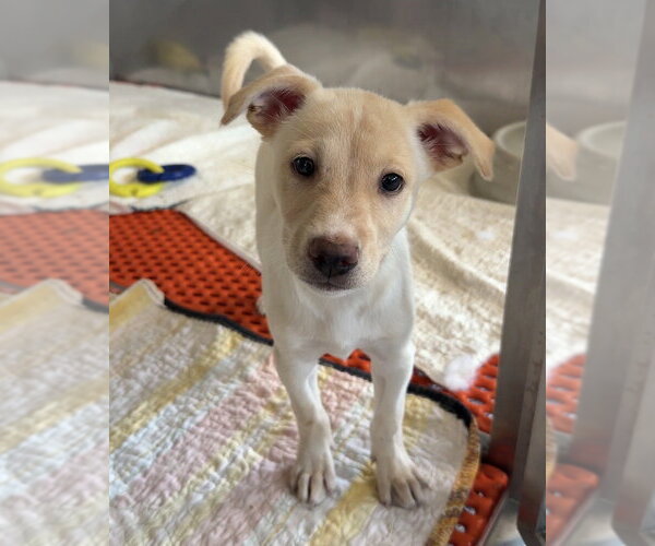 Medium Photo #1 Mutt Puppy For Sale in Bemidji, MN, USA