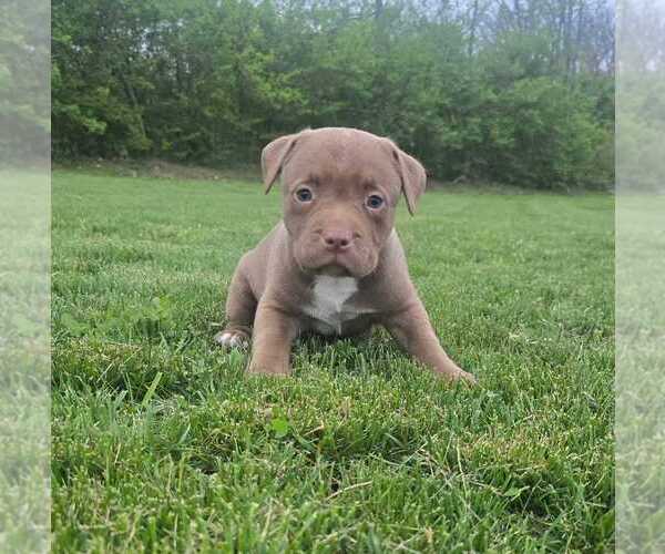 Medium Photo #10 American Bully Puppy For Sale in WEST MILTON, OH, USA