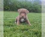 Small #9 American Bully