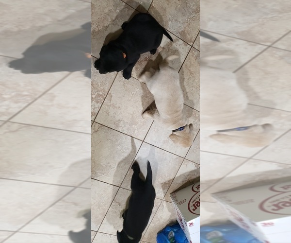 Medium Photo #116 Labrador Retriever Puppy For Sale in OLYMPIA, WA, USA