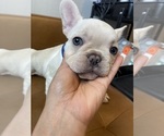 Puppy Stitch French Bulldog