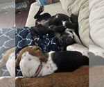 Small #1 Mutt