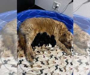 Goldendoodle Puppy for sale in WAUTOMA, WI, USA