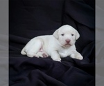 Small #1 Labrador Retriever